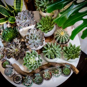 Cactus and Succulents