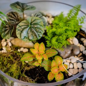 Large size Terrarium