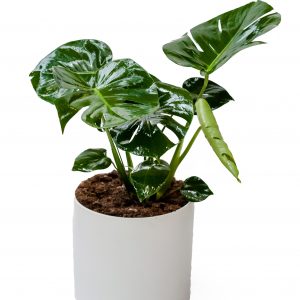 Signature plant